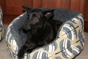 barney in luxury dog bed leaf