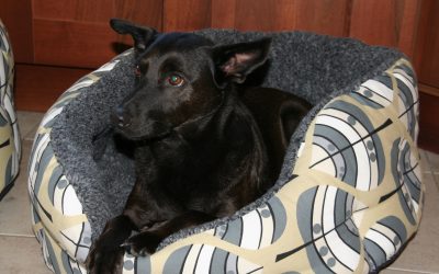 Barney enjoying his Hector Dog Bed