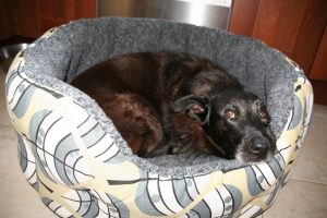byron in luxury dog bed leaf