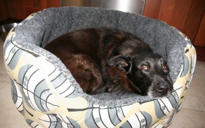 Byron – in love with his new bed