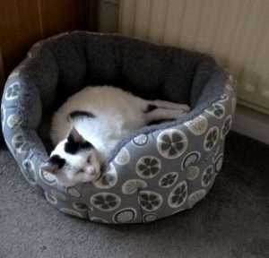 cat in luxury bed